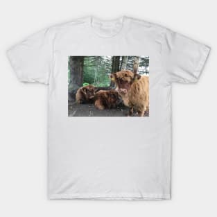 Scottish Highland Cattle Calves 1519 T-Shirt